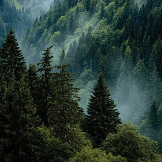 Pine Twist