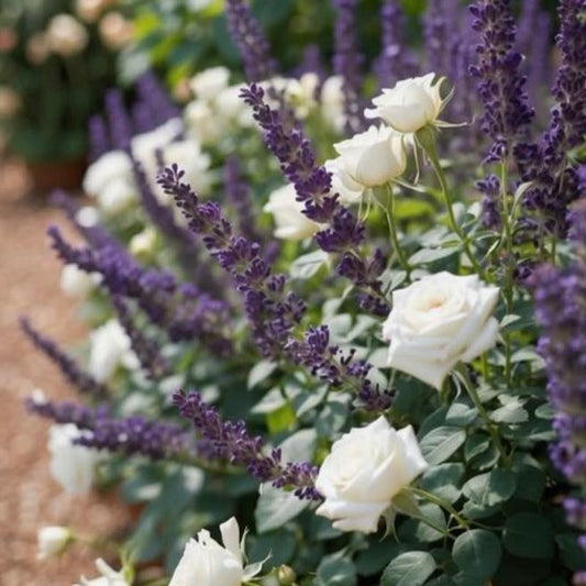 Summer Garden