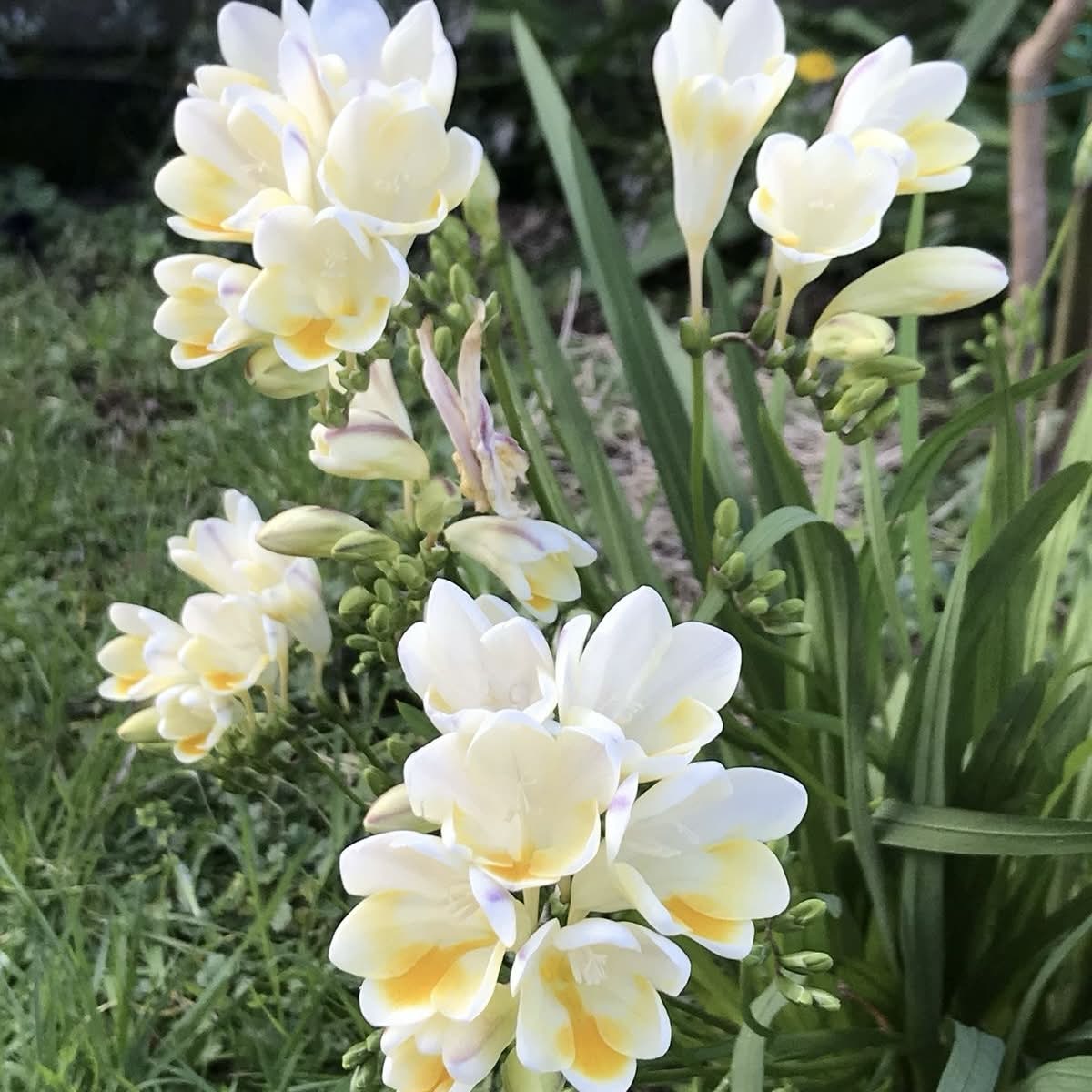 Blossom Ballet
