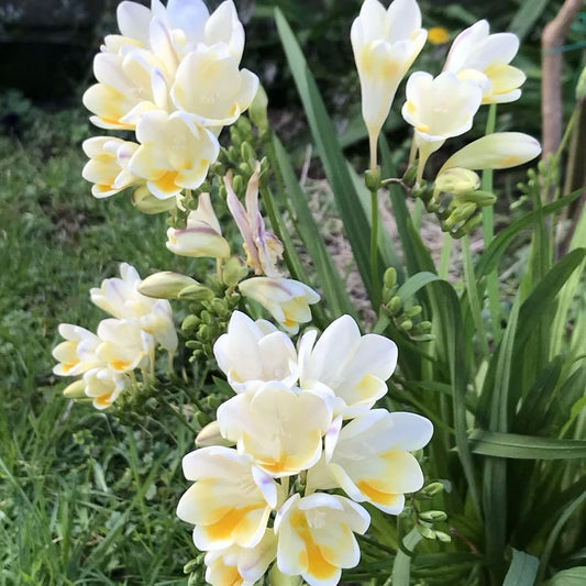 Blossom Ballet