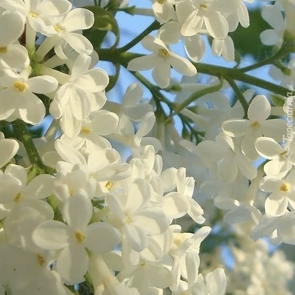 English Garden