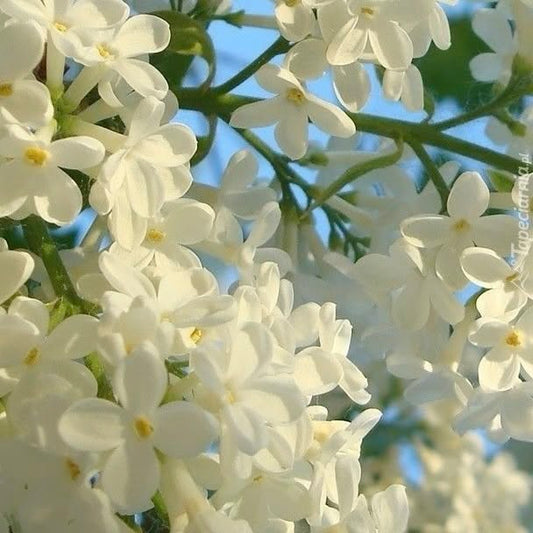 English Garden